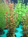 Rotala roundifolia
